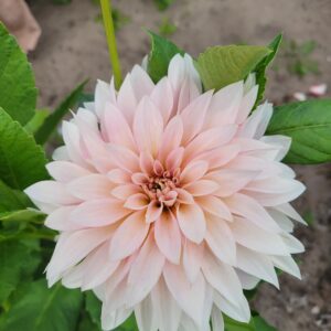 Dahlia Dekorativ Jätte 'Cafe Au Lait'