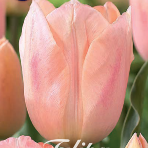 Tulpan Triumph "Apricot Beauty" x7