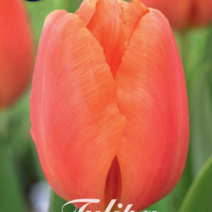 Tulpan Triumph "Cadans" x10