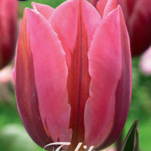 Tulpan Triumph "Pretty Princess" x7
