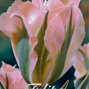 Tulpan Viridiflora "China town" x7