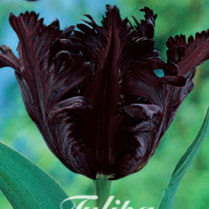 Tulpan Papegoj "Black Parrot" x7