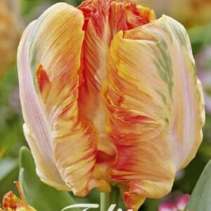 Tulpan Papegoj "Parrot King" x7