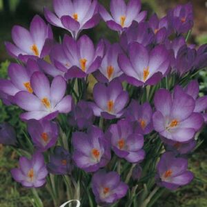 Krokus Botanisch "Ruby Giant" x20