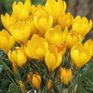 Krokus Vernus "Golden Yellow" x10