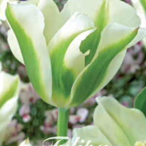 Tulpan Viridflora "Spring Green" x7