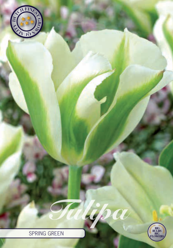 Tulpan Viridflora "Spring Green" x7