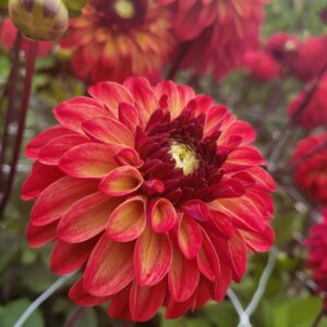 Dahlia Boll 'Ding a Dong'
