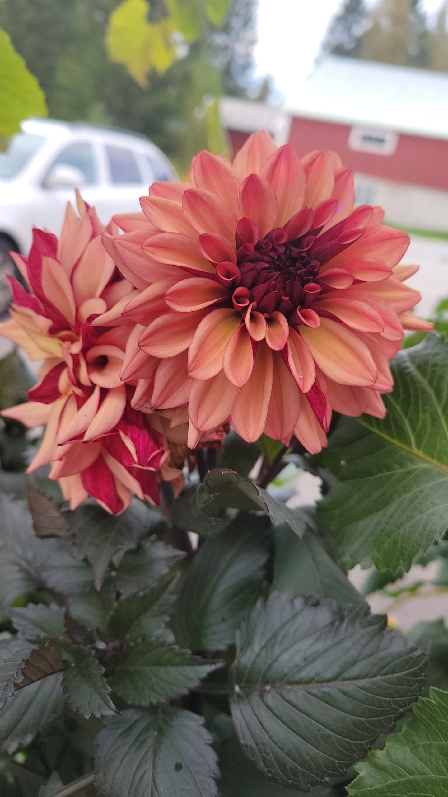 Dahlia Dekorativ Liten 'Night Silence' - Bild 7