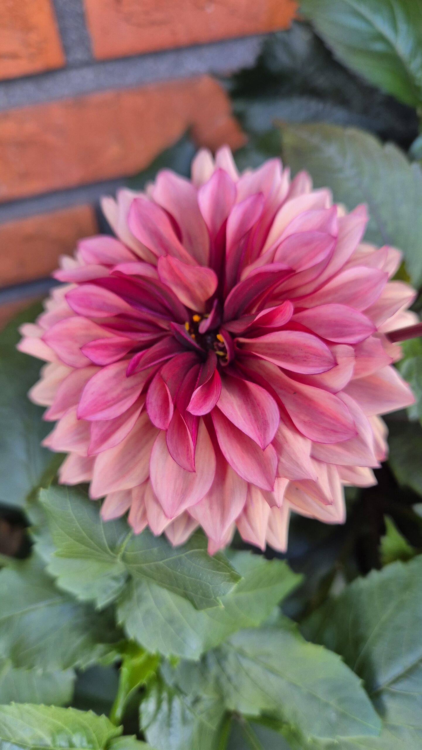 Dahlia Dekorativ Liten 'Night Silence' - Bild 2