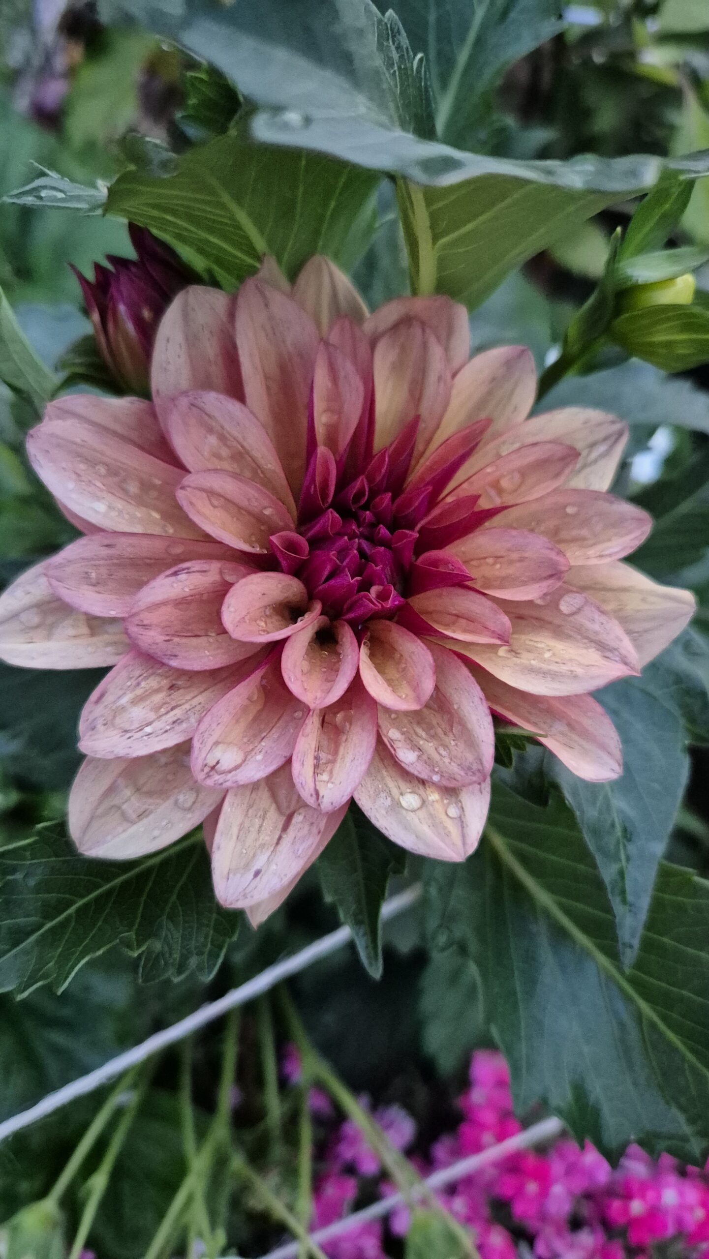 Dahlia Dekorativ Liten 'Night Silence' - Bild 3
