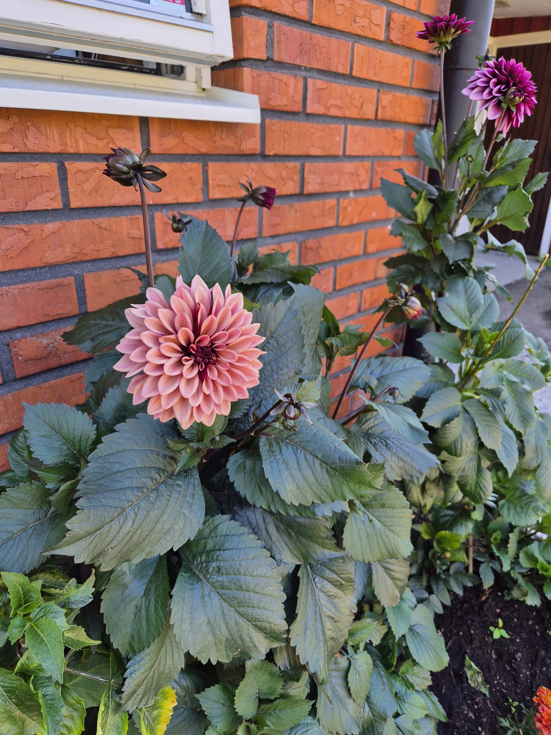 Dahlia Dekorativ Liten 'Night Silence' - Bild 4