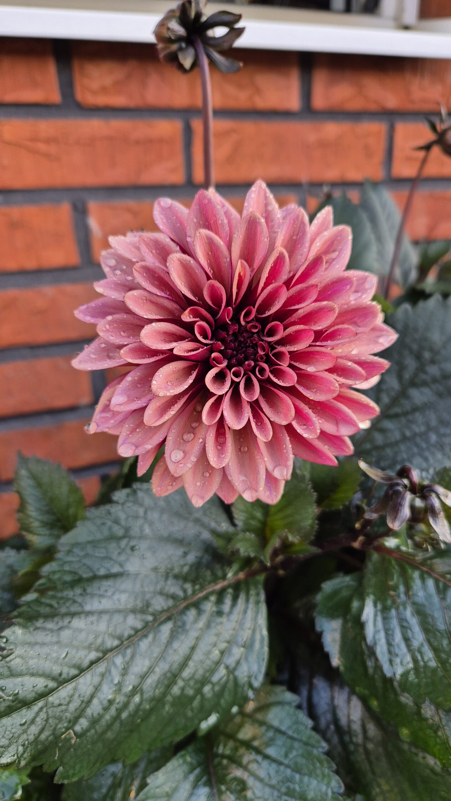 Dahlia Dekorativ Liten 'Night Silence'