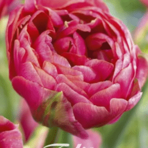 Tulpan Dubbel Sen "Amazing Grace" x7