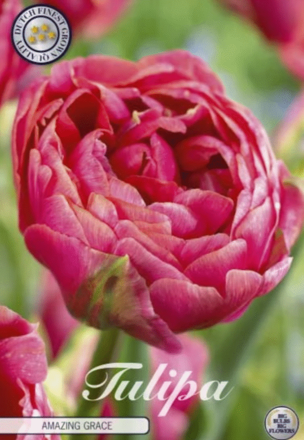 Tulpan Dubbel Sen "Amazing Grace" x7
