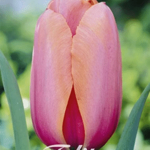 Tulpan Darwin "Apricot Impression" x10