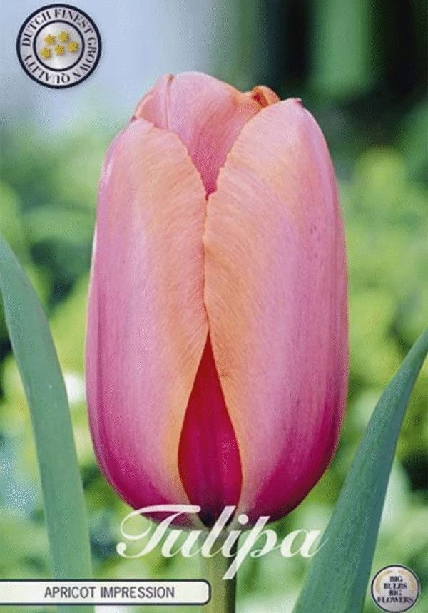 Tulpan Darwin "Apricot Impression" x10