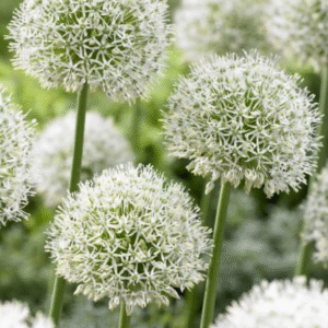 Allium "Mont Blanc"