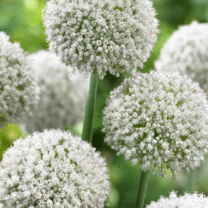 Allium "Ping Pong" x10