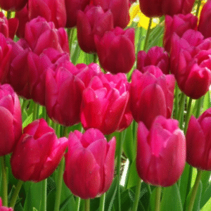 Tulpan Triumph "Pink Ardour" x10