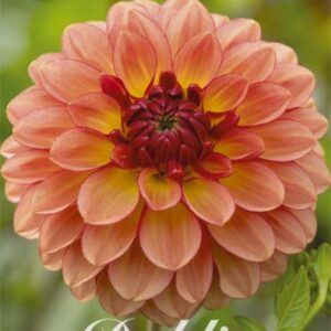 Dahlia Boll 'Chapeau Bas'