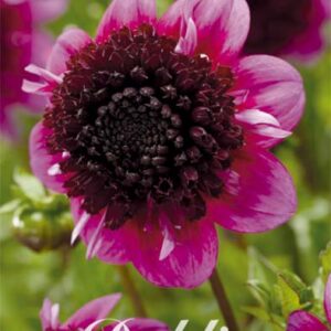 Dahlia Anemon 'Misses Amy'