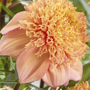 Dahlia Anemon 'Sandia Brocade'