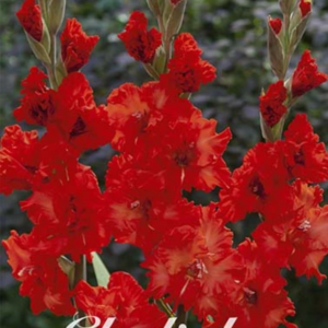 Gladiolus 'Firecracker' x10