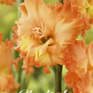 Gladiolus 'Princess Frizzle' x10