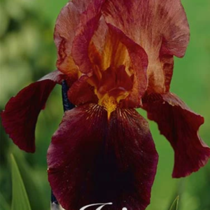 Iris Germanica 'Ruby Mine'
