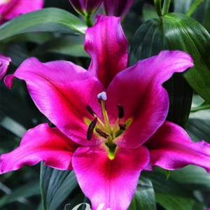 Lilja Orientalisk 'Touchstone' x2