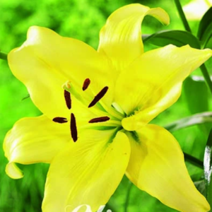 Lilja Asiatic 'Yellow Power' x2